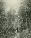 A BAMBOO GROVE NEAR CHANG TAOLING'S TEMPLE.<br> 