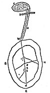 FIGURE 47. <i>Sketch of the World, by a Thompson River Indian</i>.