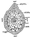 FIGURE 92. <i>Hildegard's first scheme of the Universe</i>. Slightly simplified from the Wiesbaden Codex B, folio 14 r.<br> (From ''The Scientific Views and Visions of Saint Hildegard,'' by Charles Singer; in <i>Studies in the History and Method of Science</i>, ed. by Charles Singer, 1917. Vol. Fig. 2.)