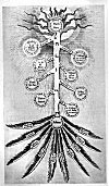 PLATE XXI. ARBER SEPHIROTHECA<br> (From <i>Utriusque Cosmi</i>; Robert Fludd, 1621. Vol. II) 