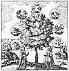 THE TREE OF ALCHEMY.