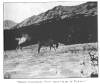 “HORSE UNCOVERING SNOW FROM GRASS BY PAWING.”